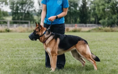 Los 5 mejores adiestradores de perros de Zaragoza