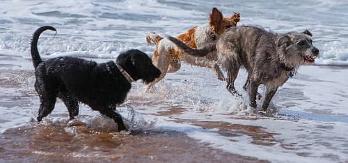 adiestrador perros madrid sentido animal