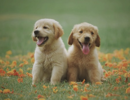 peluquerias caninas alicante
