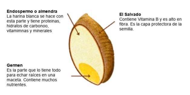partes de la semilla de trigo